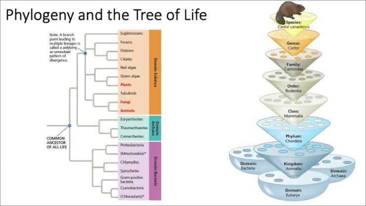 Phylogeny and the Tree of Life
